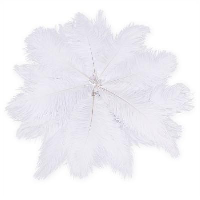 Plume d autruche bkanche