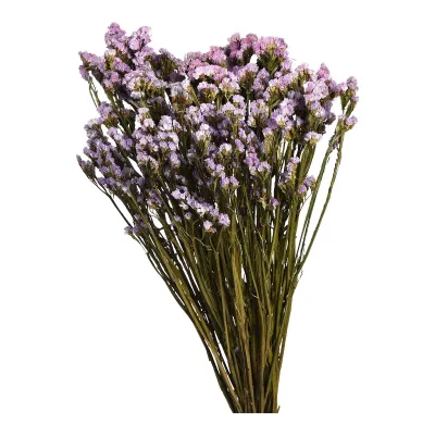Location fleurs sechée
