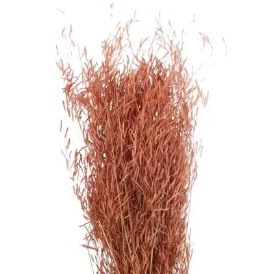 location fleur sechée
