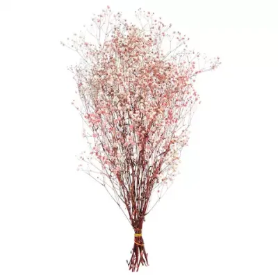 Location fleurs sechée