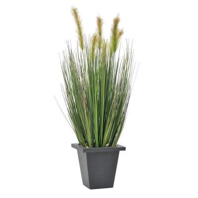 Plante a louer 1