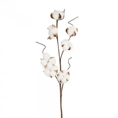Tige de coton seche blanc et marron 1000 8 22 216010 2